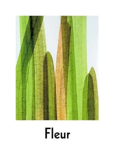 Fleur Olby: Plant Portraits cover